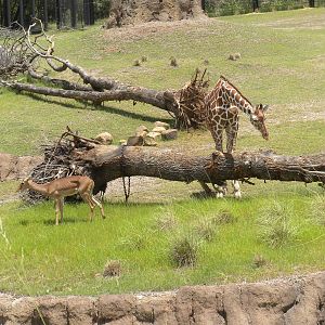 Giants of the Savanna - Impala and Giraffe