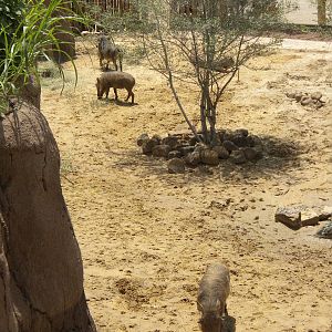 Giants of the Savanna - Warthogs