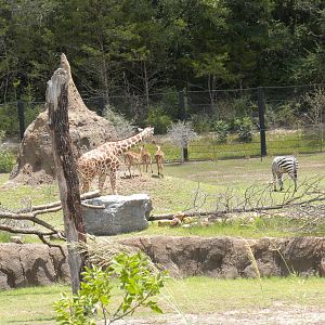 Giants of the Savanna - Zebra, Impala, Giraffe