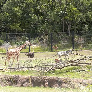 Giants of the Savanna - Giraffe, Ostrich, Zebra, Impala