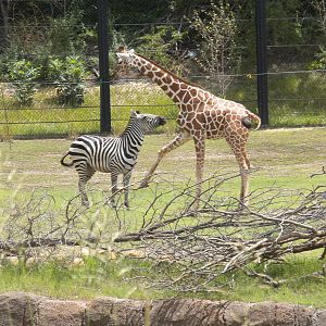 Giants of the Savanna - Giraffe and Zebra