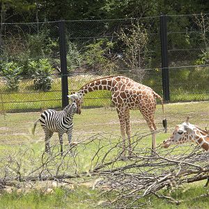 Giants of the Savanna - Giraffe and Zebra