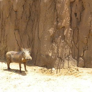 Giants of the Savanna - Warthogs