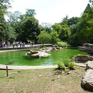 California Sea Lion Pool