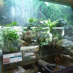 Green Anaconda Exhibit