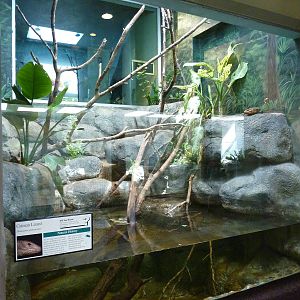 Caiman Lizard Exhibit