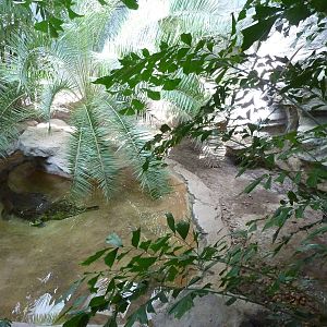 False Gharial Exhibit