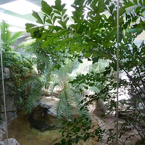 False Gharial Exhibit