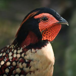 Cabots Tragopan - 30/08/2010