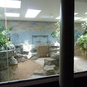 Aldabra Tortoise Exhibit