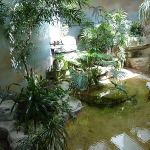 Cuban Crocodile Exhibit