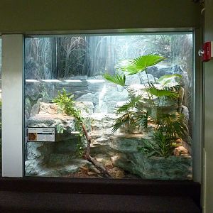 Dumeril's Boa Exhibit