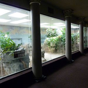 False Gharial + Aldabra Tortoise Exhibits