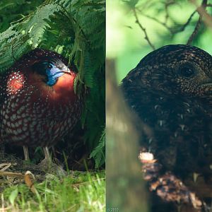 Temmincks Tragopan Pair - 30/08/2010