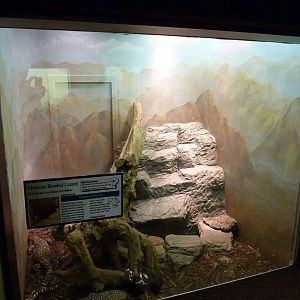 Mexican Beaded Lizard Exhibit