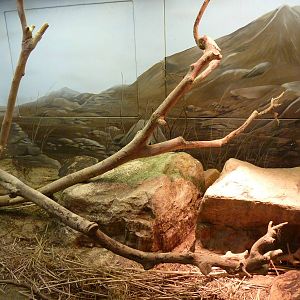 Scheltopusik Exhibit