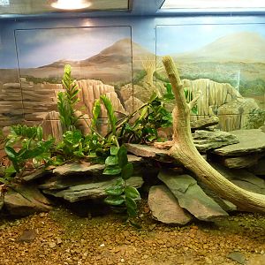 Angolan Dwarf Python/Warren's Girdled Lizard Exhibit