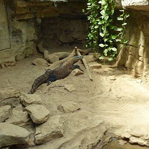 Komodo Dragon Exhibit