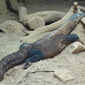 Komodo Dragon