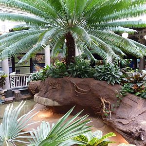 Central Rotunda - Forest Turtle Exhibit