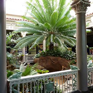 Central Rotunda - Forest Turtle Exhibit