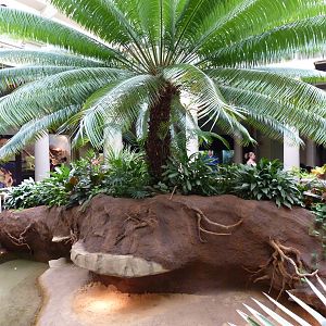 Central Rotunda - Forest Turtle Exhibit