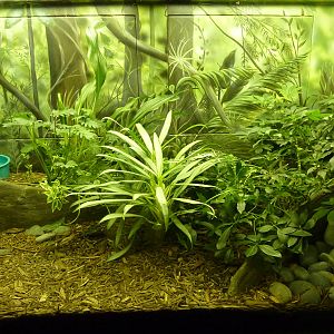 Central American Bushmaster Exhibit