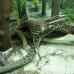 Eastern Diamondback Rattlesnake