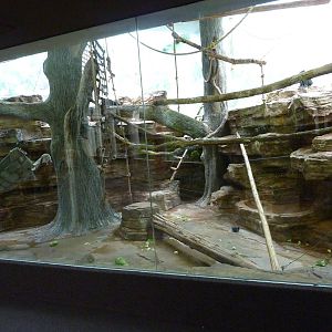 Lion-Tailed Macaque Exhibit