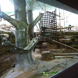 Lion-Tailed Macaque Exhibit