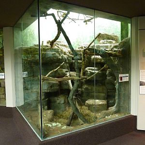 Primate House - Built In 1925 -Allen's Swamp Monkey Exhibit