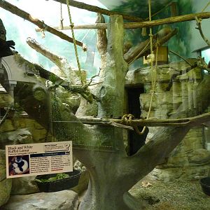 Primate House - Built In 1925 -Black-and-White Ruffed Lemur Exhibit