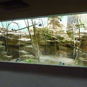 Primate House - Built In 1925 -Lion-Tailed Macaque Exhibit