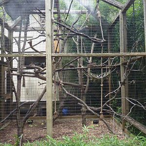Primate House - Built In 1925 -Black-and-White Ruffed Lemur Exhibit