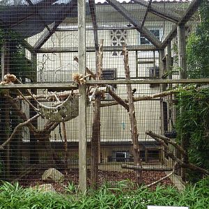 Coquerel's Sifaka Exhibit