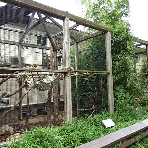 Coquerel's Sifaka Exhibit