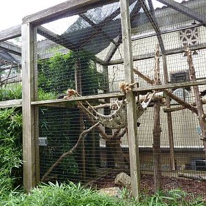 Coquerel's Sifaka Exhibit