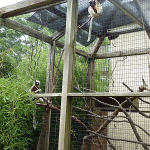 Coquerel's Sifakas