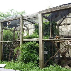 Coquerel's Sifaka Exhibit