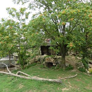 Big Cat Country - Lion Exhibit