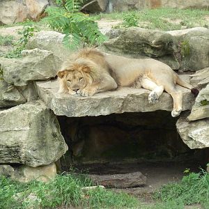 Big Cat Country - Lion