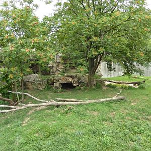 Big Cat Country - Lion Exhibit