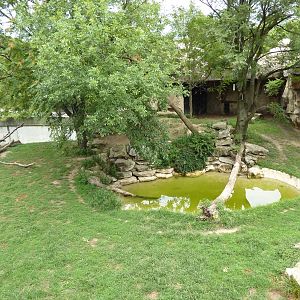 Big Cat Country - Lion Exhibit