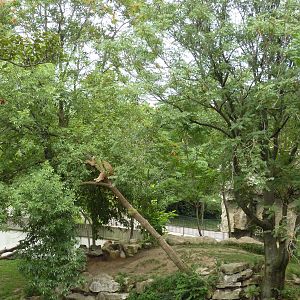 Big Cat Country - Lion Exhibit - See Lion In Tree?