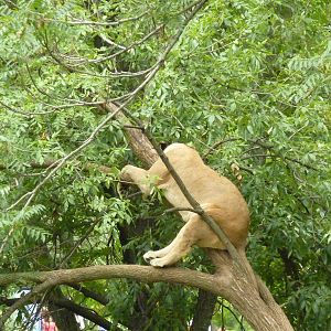 Big Cat Country - Lion In Tree