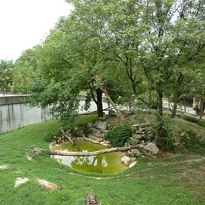 Big Cat Country - Lion Exhibit