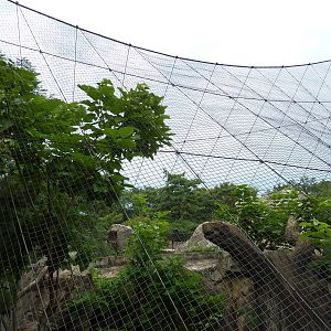 Big Cat Country - Snow Leopard Exhibit