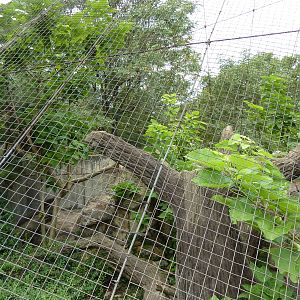 Big Cat Country - Snow Leopard Exhibit