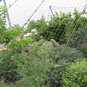 Big Cat Country - Amur Leopard Exhibit