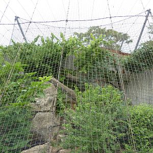 Big Cat Country - Amur Leopard Exhibit